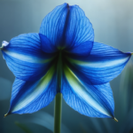 découvrez le guide complet sur l'amaryllis bleu, une fleur extraordinaire. apprenez à la cultiver, l'entretenir et sublimer votre jardin avec cette plante unique.