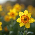 Jonquilles sans fleurs : Découvrez les 5 raisons principales