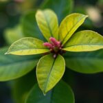 Photinia en perte de feuilles : causes et solutions pour le sauver